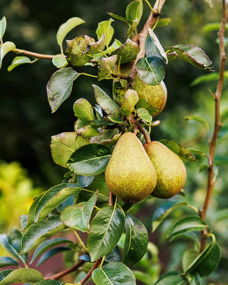 π Pear Season at Fat Tomato
Pears ask for patience. They take a few years to truly establish in the garden, and they thrive with a bit of tough love through pruning. Unlike apples, most ripen best once picked and left to soften off the tree. But wh