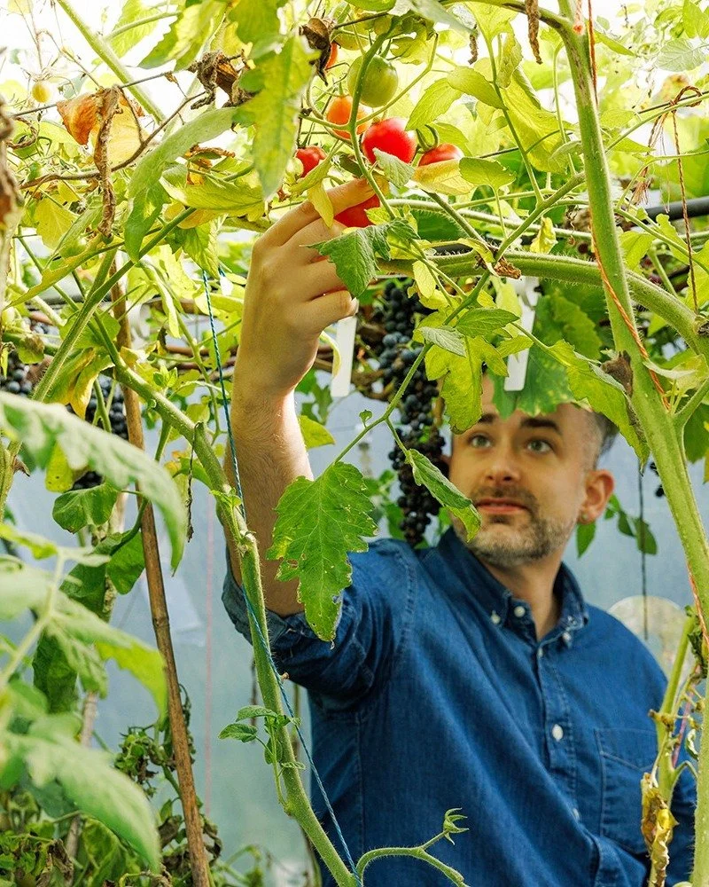π
 Surrounded by his edible forest π
@anthonyotoole_ is in his happy place in the polytunnel - deep among the vines, with grapes hanging overhead and the sweet scent of summer still in the air.
The garden and tunnel are getting barer each day as t