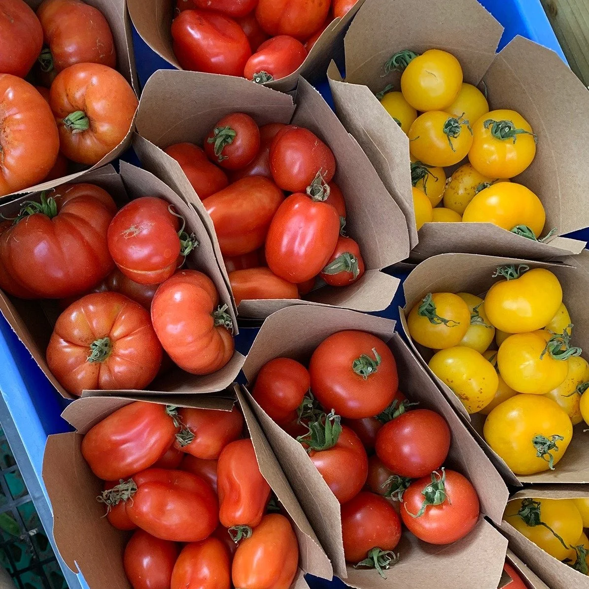Tomatoes, tomatoes, tomatoes, we&rsquo;re completely mad about tomatoes 🍅

Black, white, blue, yellow, purple, orange, stripy, wonky, and bursting with flavour - heirloom tomatoes are never just red and round.

They&rsquo;re sweet, sharp, smoky, fru