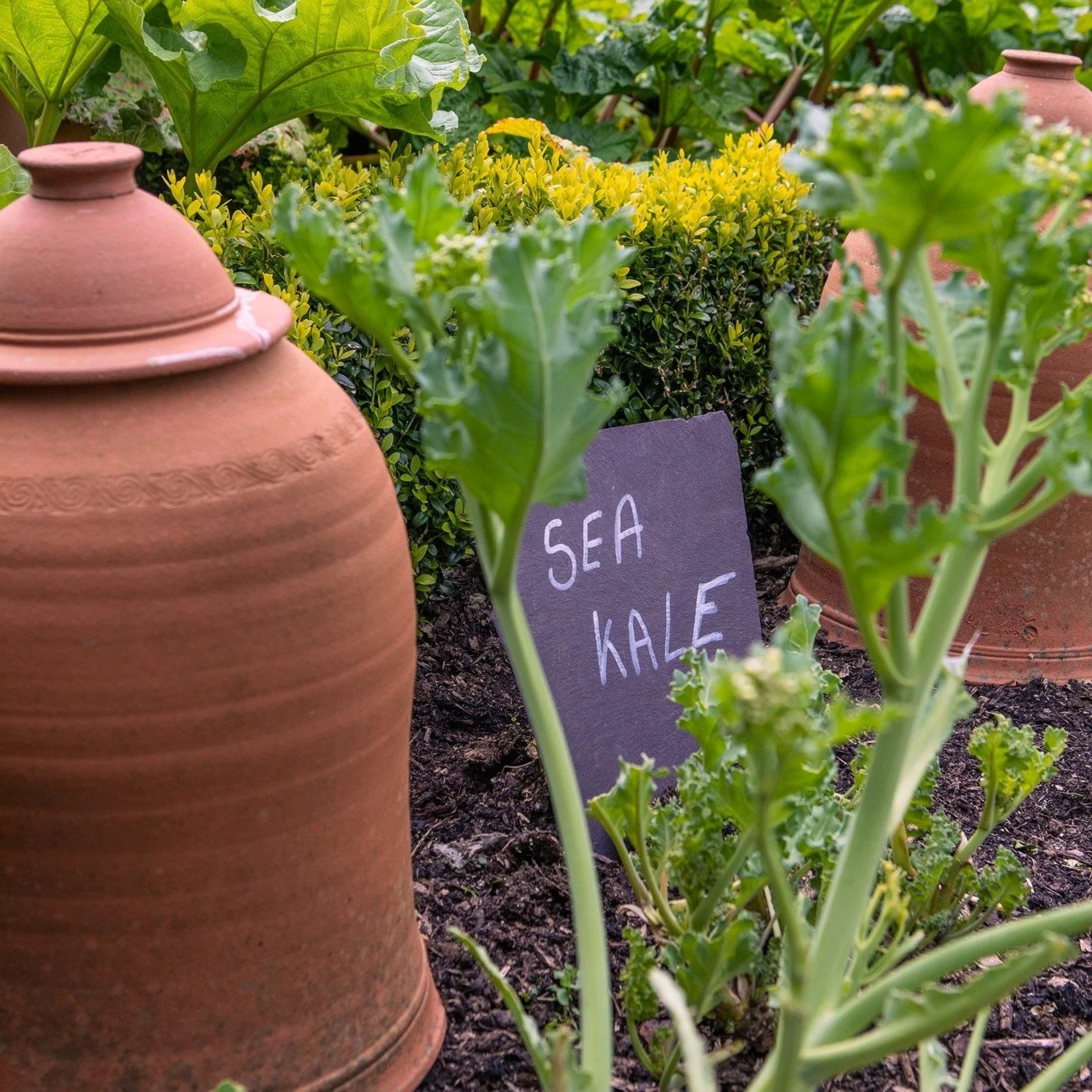 🌱 Heritage Seeds. Saved Slowly. Grown for Flavour. Perfect for Irish growing conditions.

There&rsquo;s something quietly radical about saving your own seed. In a world of uniform crops and fast-growing, flavourless hybrids, heritage open-pollinated