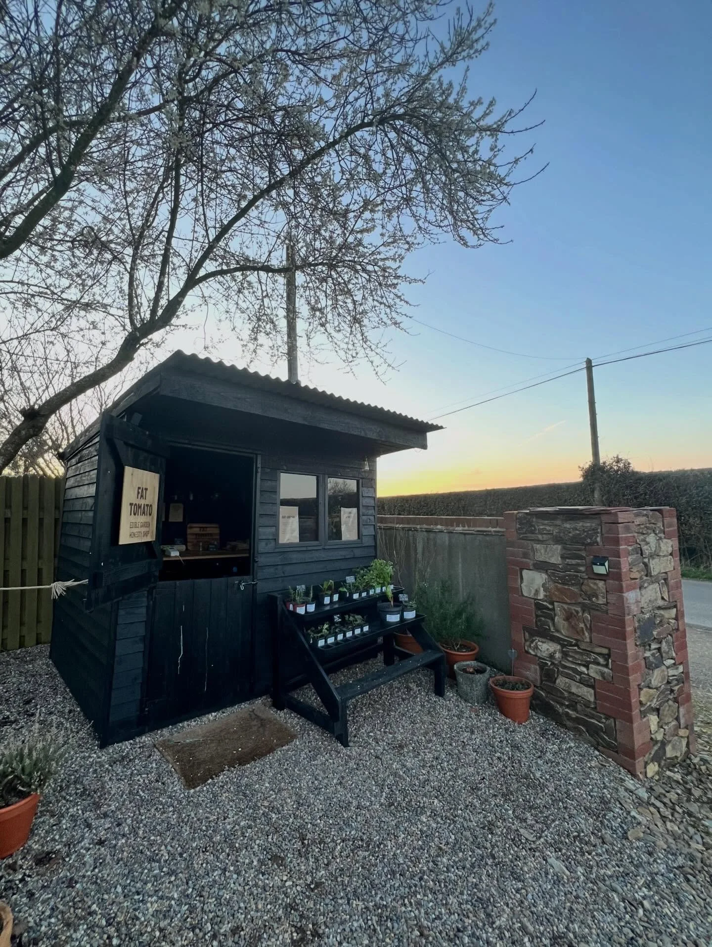🌱 Potted edible plants are back at the Fat Tomato Honesty Shop.

The first plants of the year include three types of strawberries, two types of celery leaf, lemon balm, salad burnet, lemon sorrel and rosemary, with many more varieties coming as spri