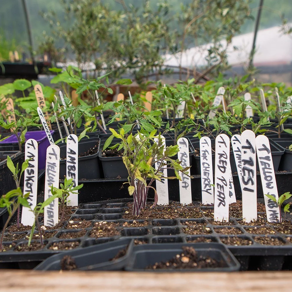 Why we do what we do at Fat Tomato

Fat Tomato began with a series of questions that wouldn&rsquo;t let go.

Why does Ireland grow such a limited range of fruit, herbs, and vegetables?
What flavours have we forgotten along the way?

Could the fruits,