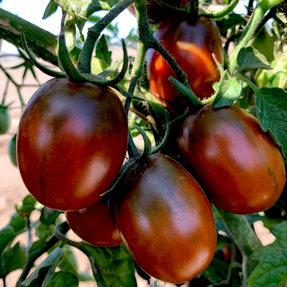 Fat Tomato Irish Organic Black Plum Seeds