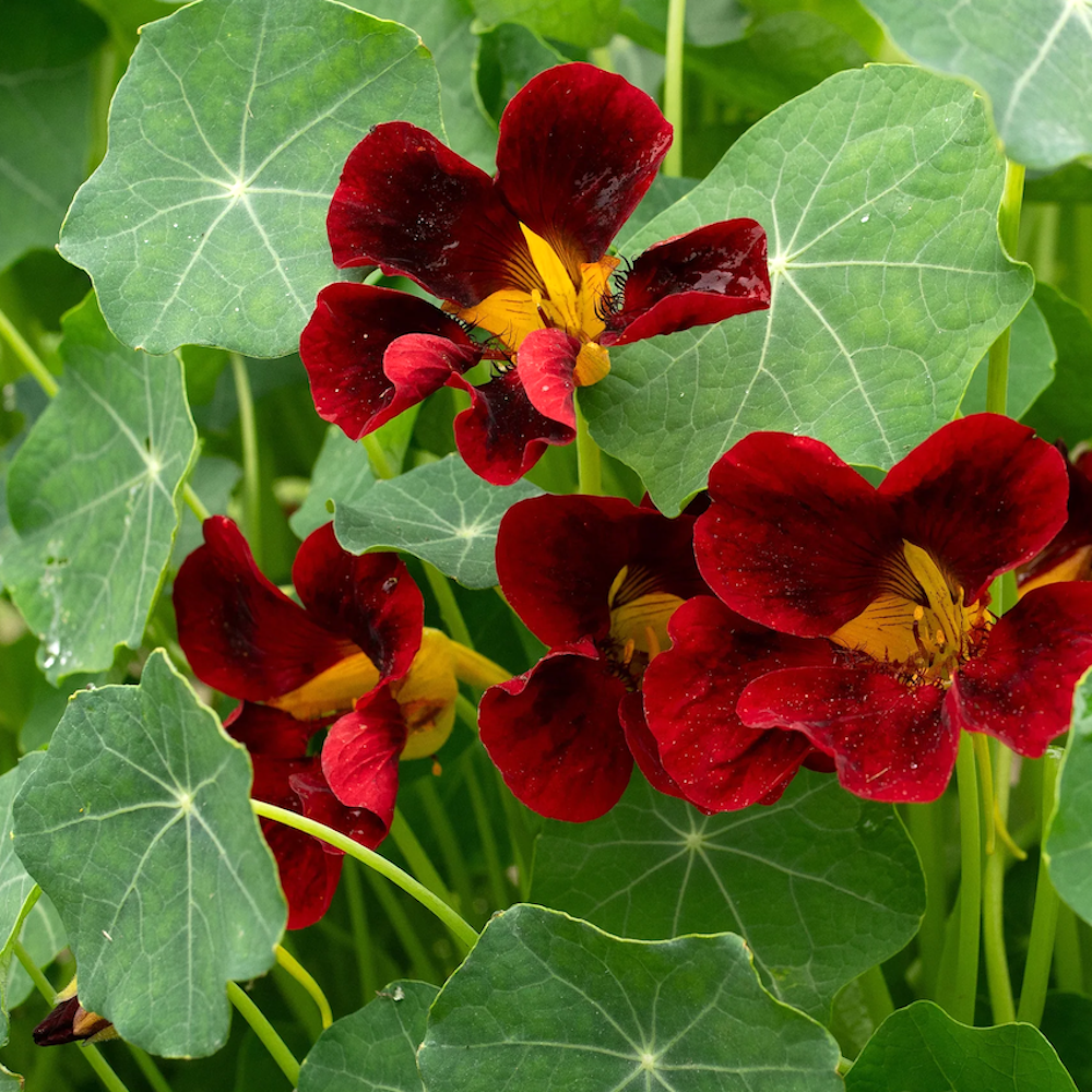Fat Tomato Nasturtrium Black Velvet