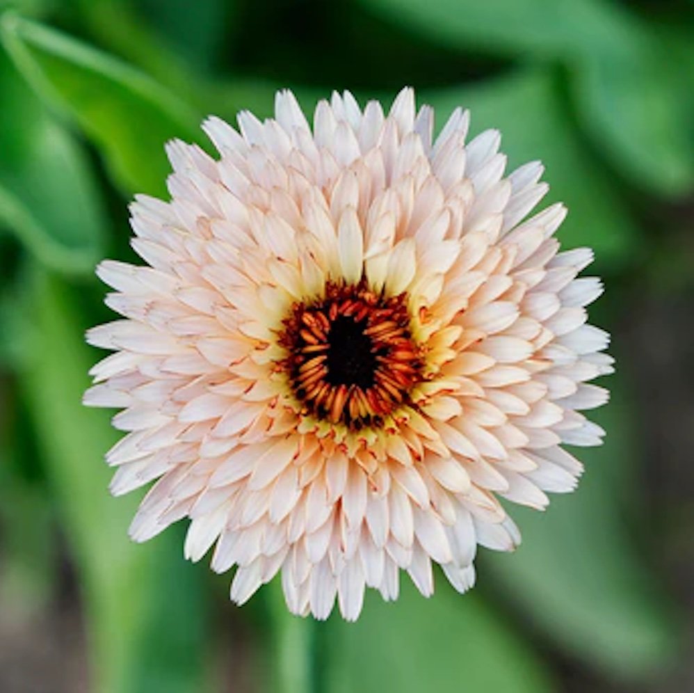 Fat Tomato Strawberry Blonde Calendula