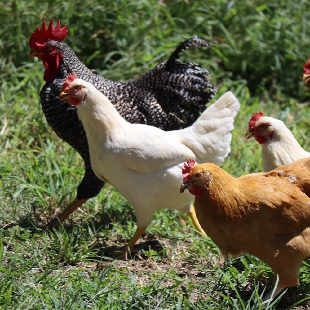 Hens in the garden