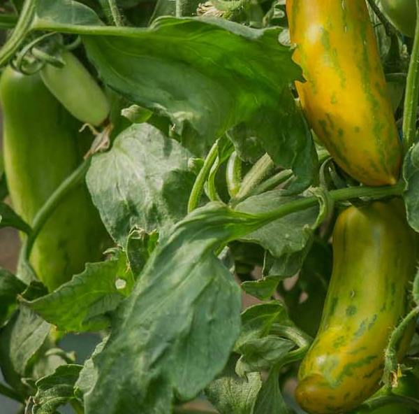 Fat Tomato Green Sausage Open Pollinated Organic Heritage Seeds