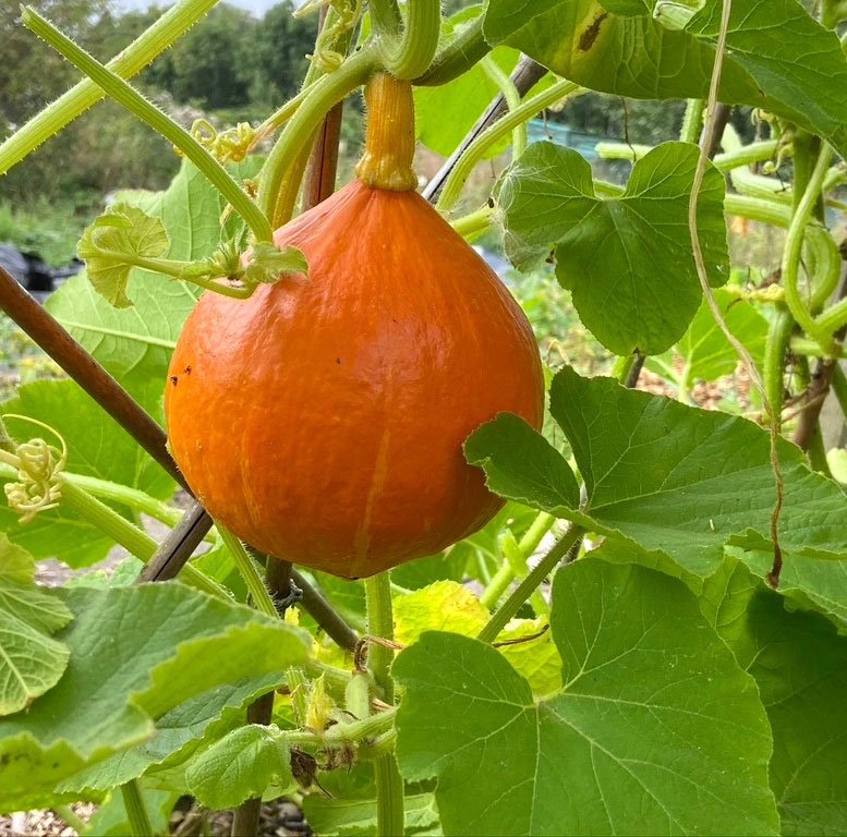 Squash Uchiki Kuri Seeds