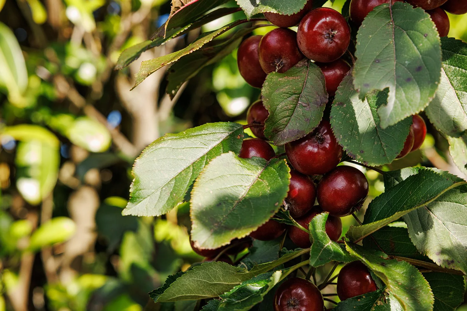 Fat Tomato Crab Apple Laura