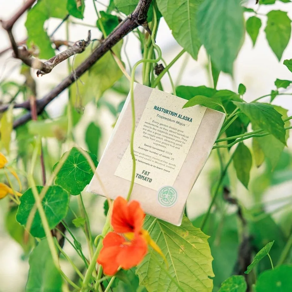Open-pollinated nasturtium seeds growing in the garden, used in food and gardening gifts