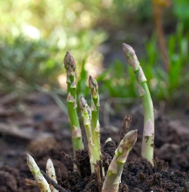 Fat-Tomato-Asparagus.jpg