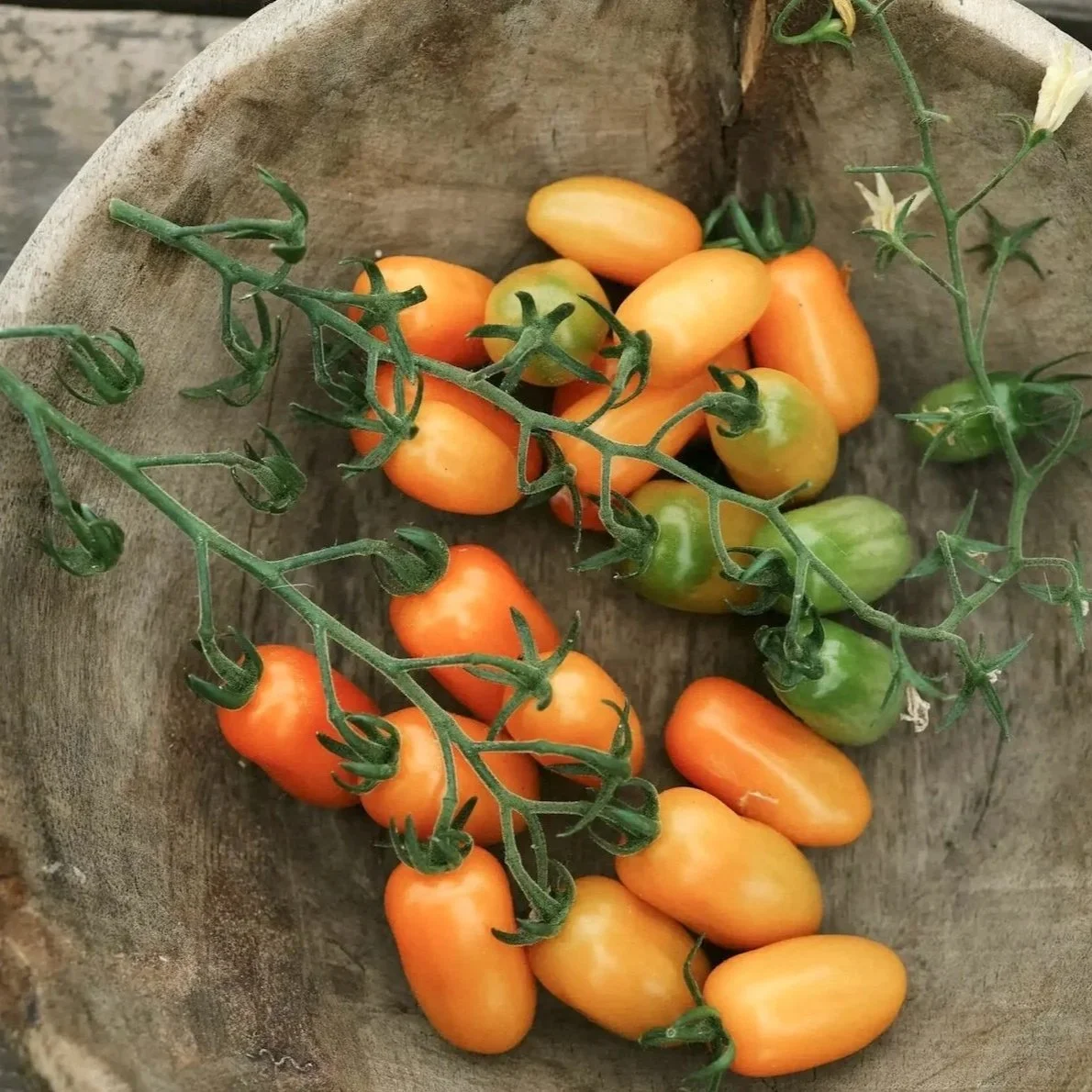 Fat Tomato Organic Irish Tomato Ormato Seeds