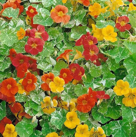 Fat Tomato Irish-grown Nasturtiums