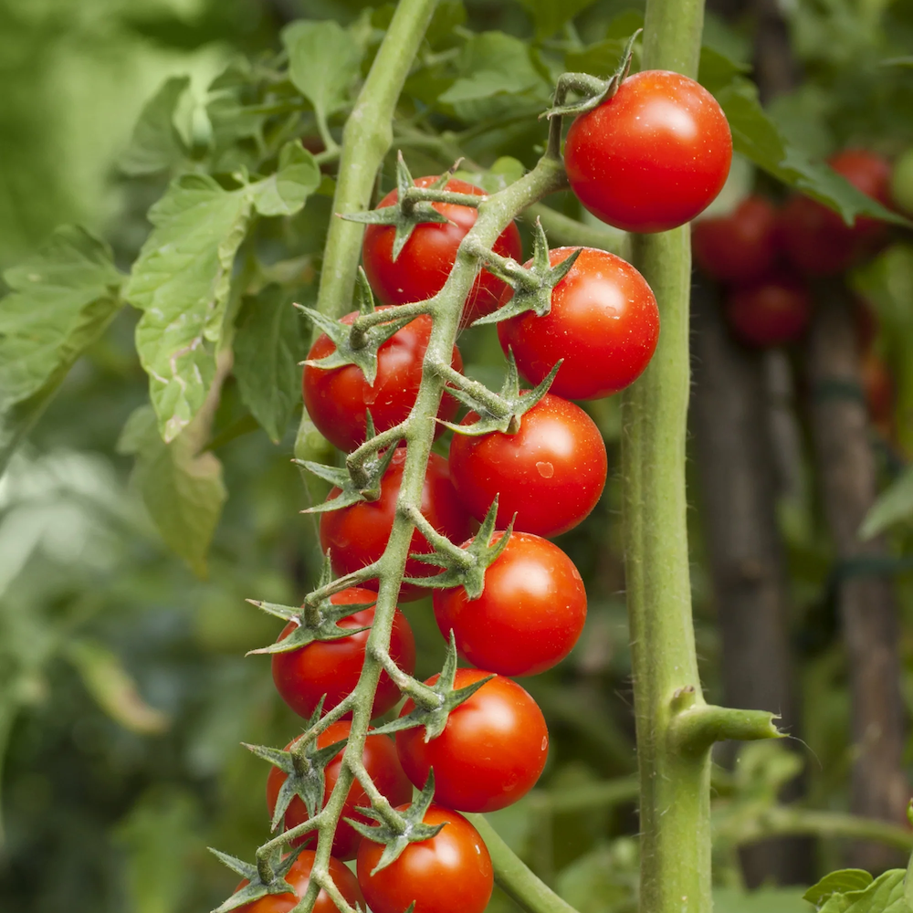 Fat Tomato Gardeners' Delight Irish Tomato Seeds