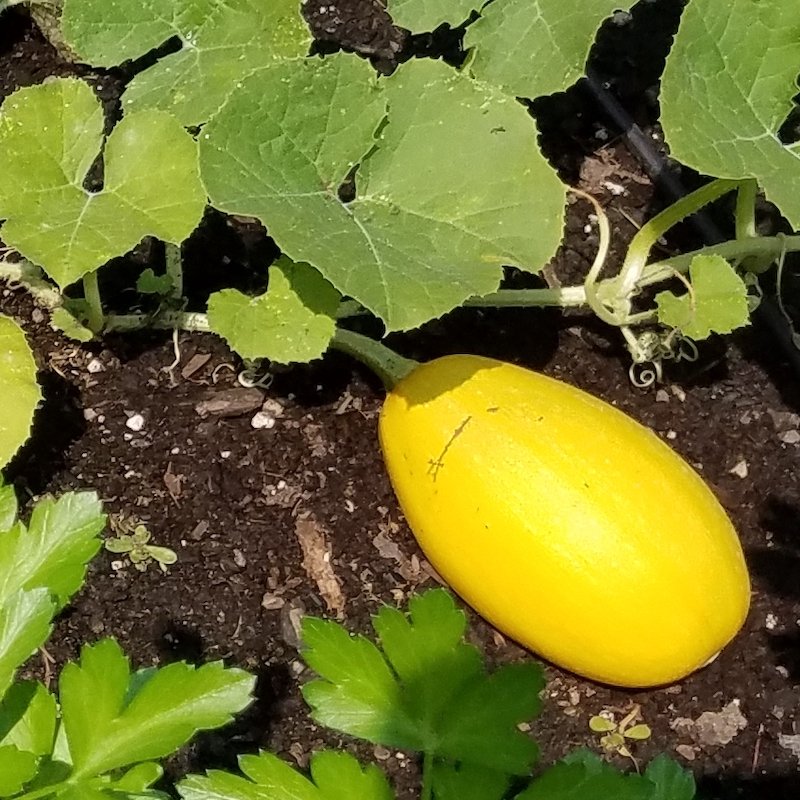 Fat Tomato Spaghetti Squash