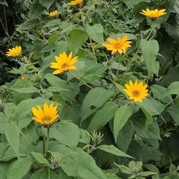 Jerusalem Artichoke Flowering
