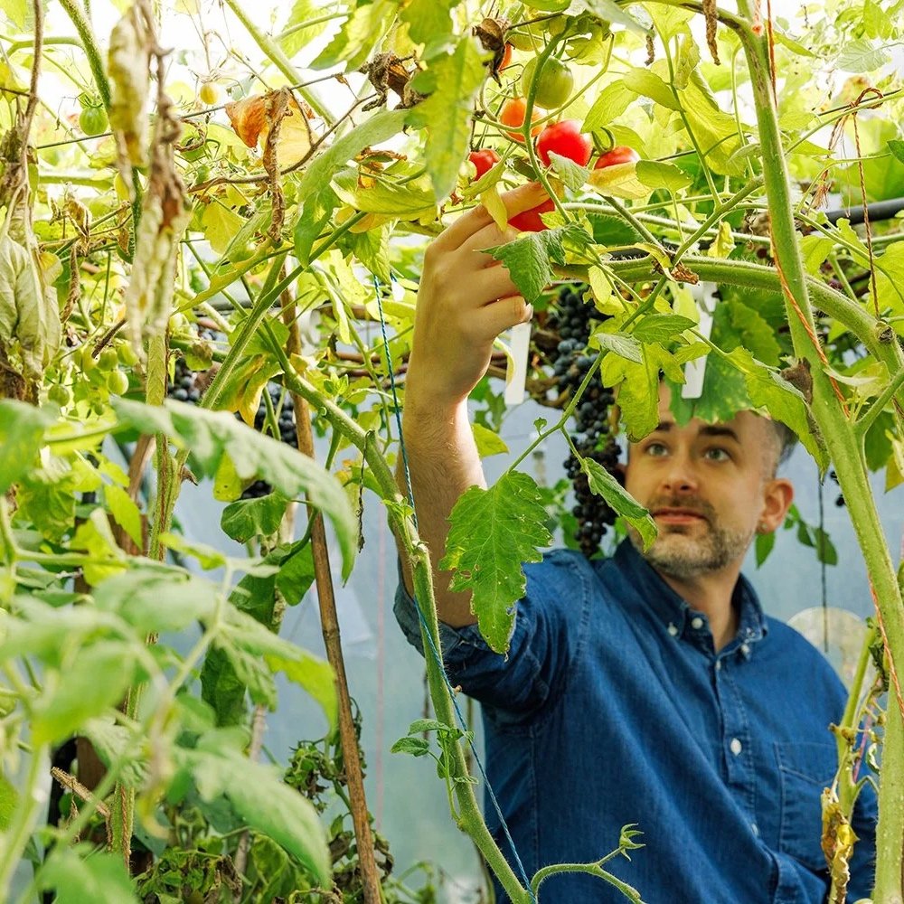 Anthony picking organic heritage tomatoes