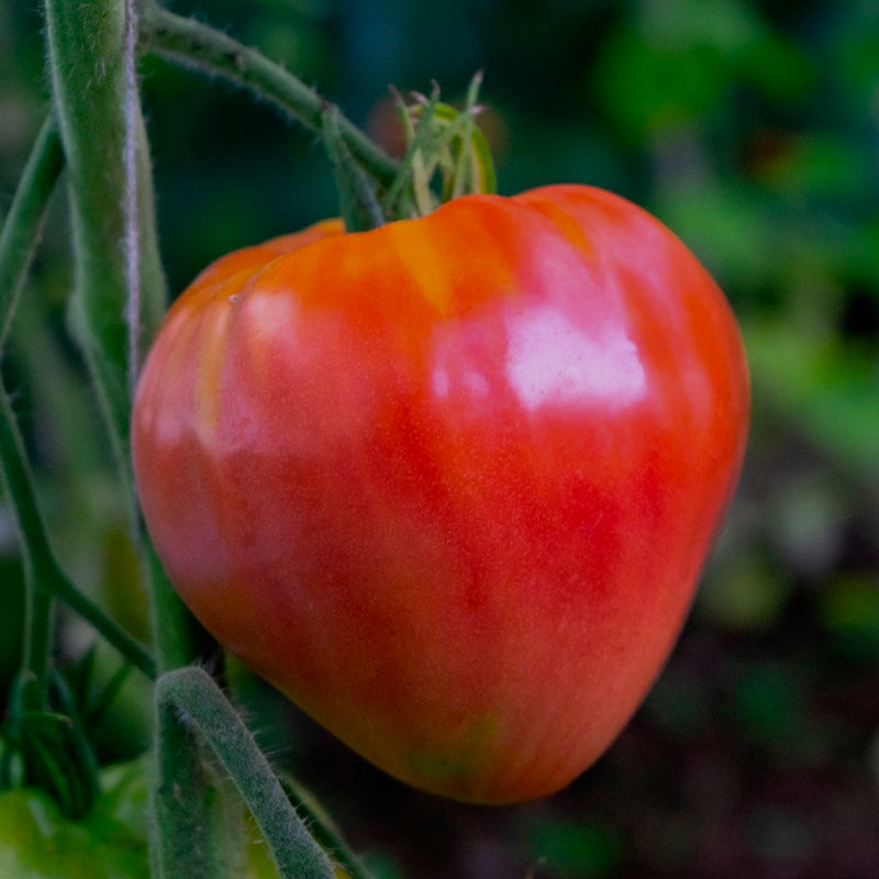 Fat-Tomato-Tomato-Ox-Heart-Coeur-de-Boeuf.png