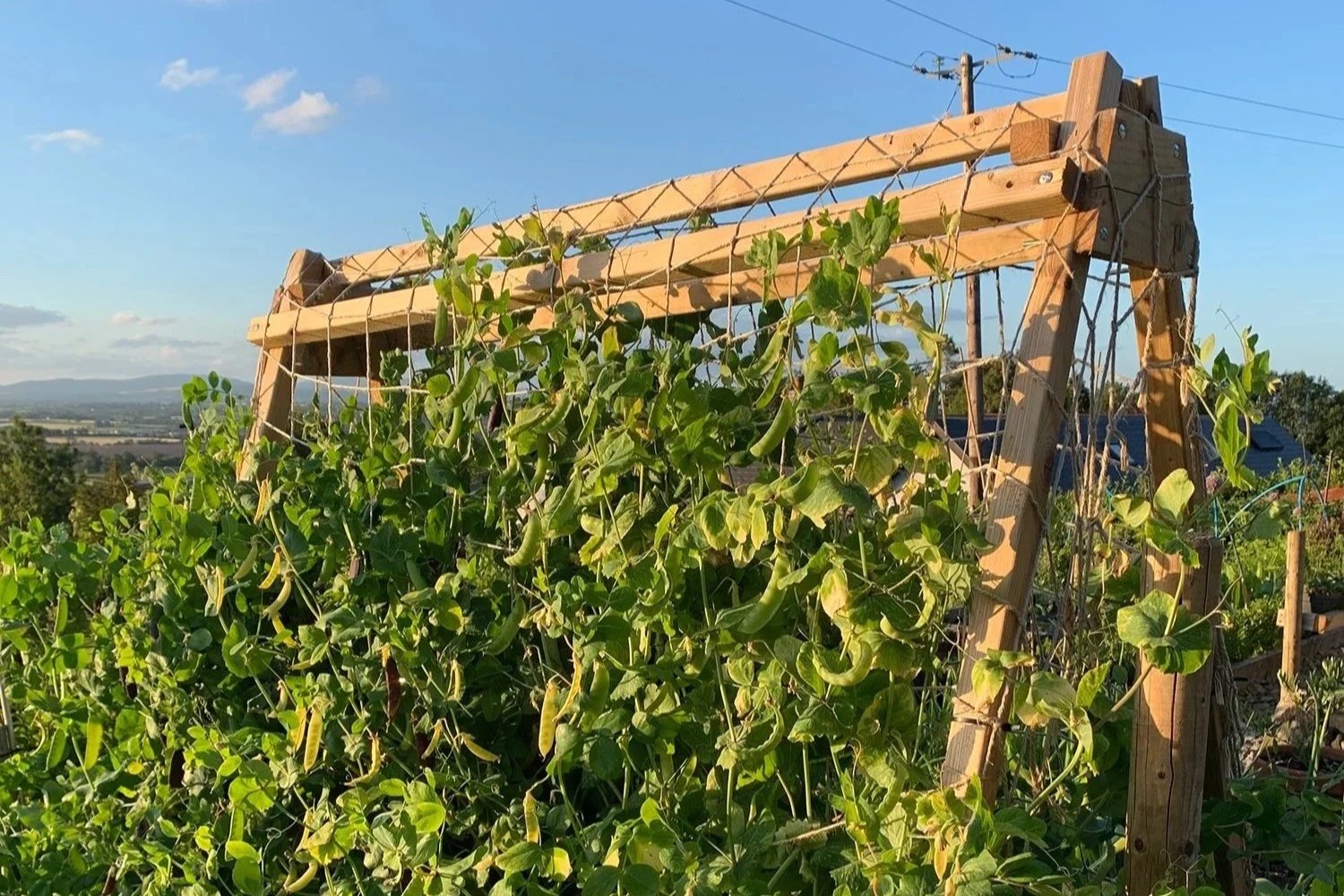 Open-pollinated peas growing on a trellis in a hillside garden in North Wexford, Ireland