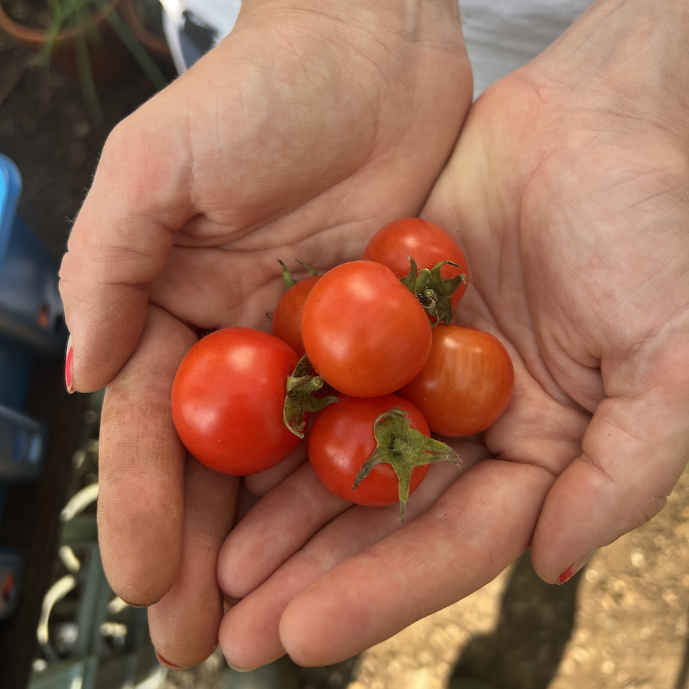 tomato様 Maskotka Tomato Seeds | Compact Bush Tomato for Pots — Fat Tomato