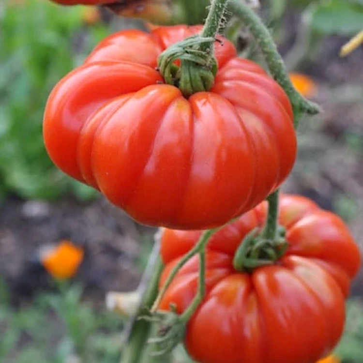 Tomato Marmande Seeds