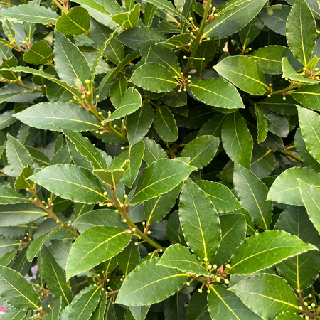 Organic Bay Laurel Leaves