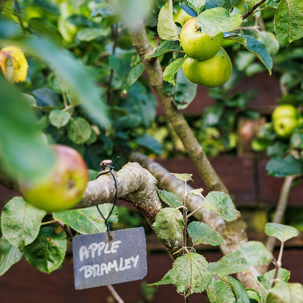 Bramley Irish apples