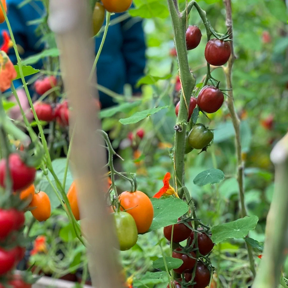 Fat Tomato Heritage Tomatoes