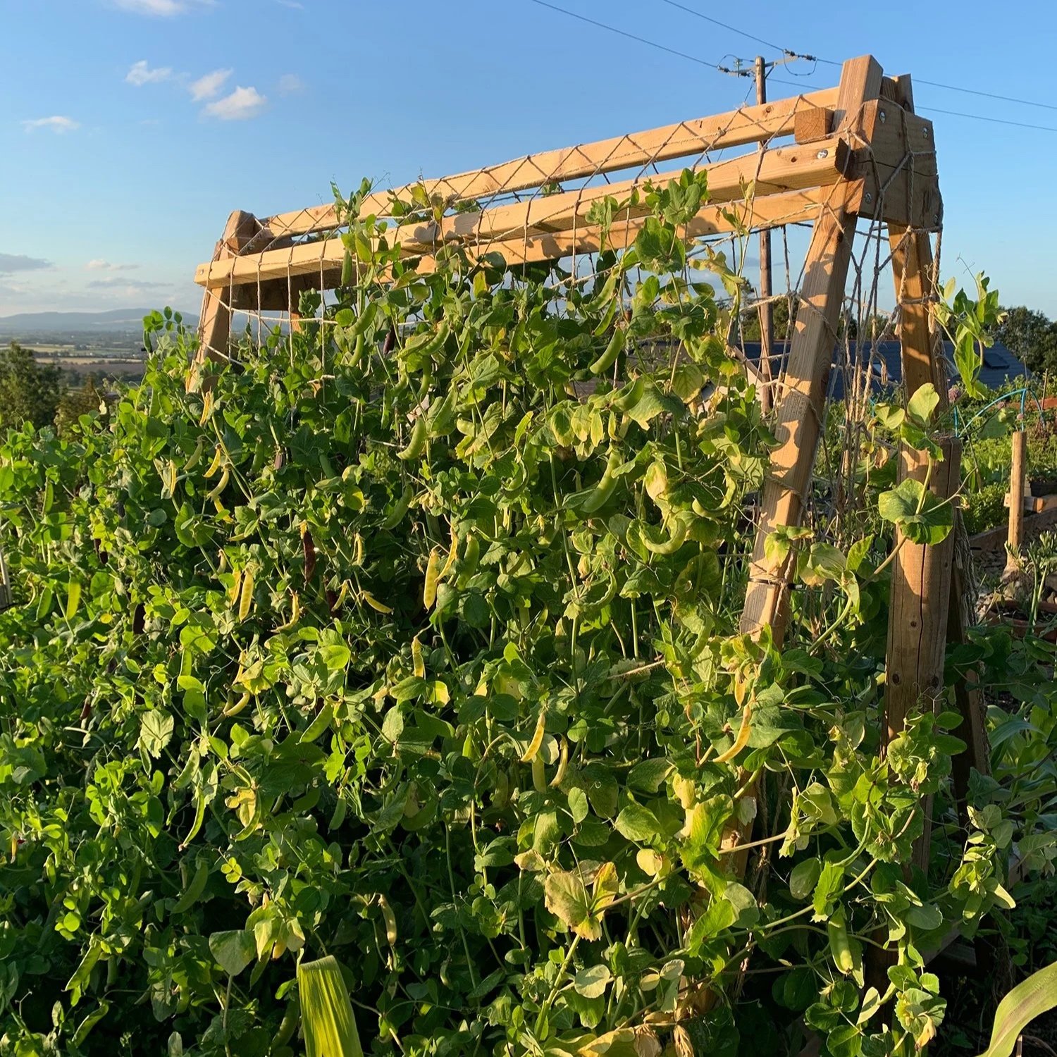 Fat Tomato Beans And Peas Growing On Trellis