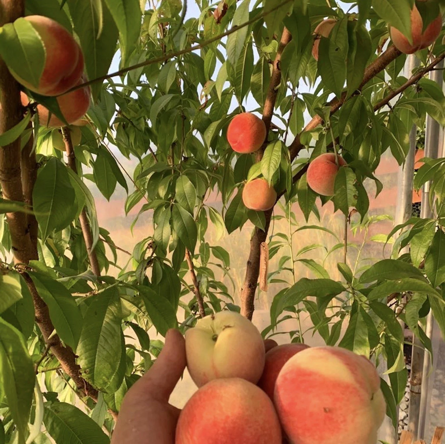 Peaches