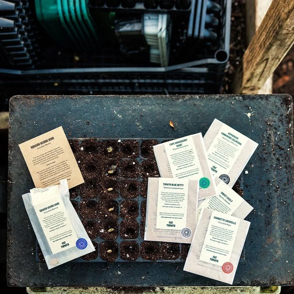 Fat-Tomato-Garden-Seeds-Sowing.jpg
