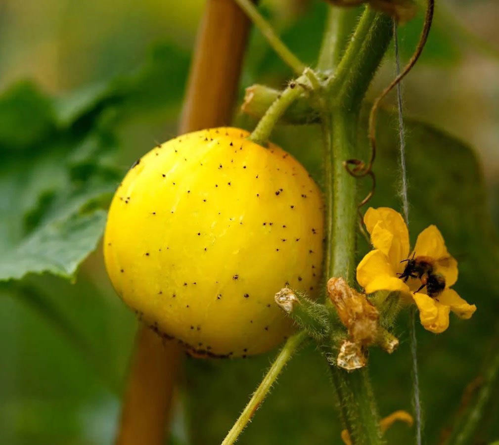 Fat Tomato cucumber crystal lemon organic chemical free seeds