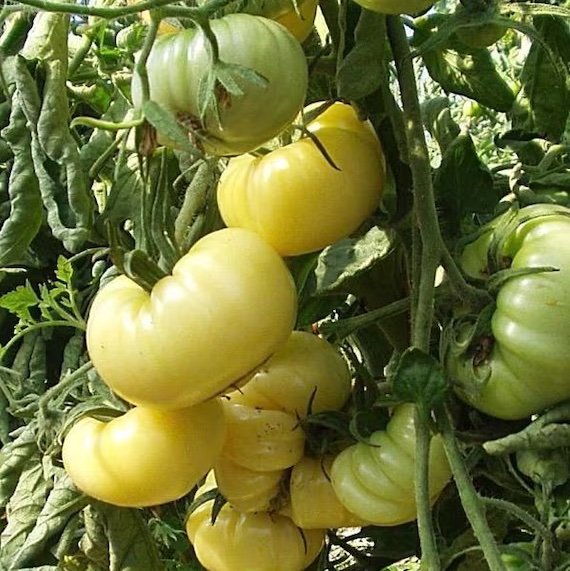 Fat Tomato White Beauty Tomato Seeds