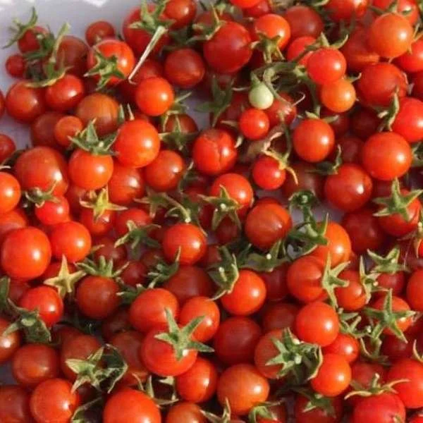Fat Tomato Wild Argentinian Tomatoes Irish organic Seeds