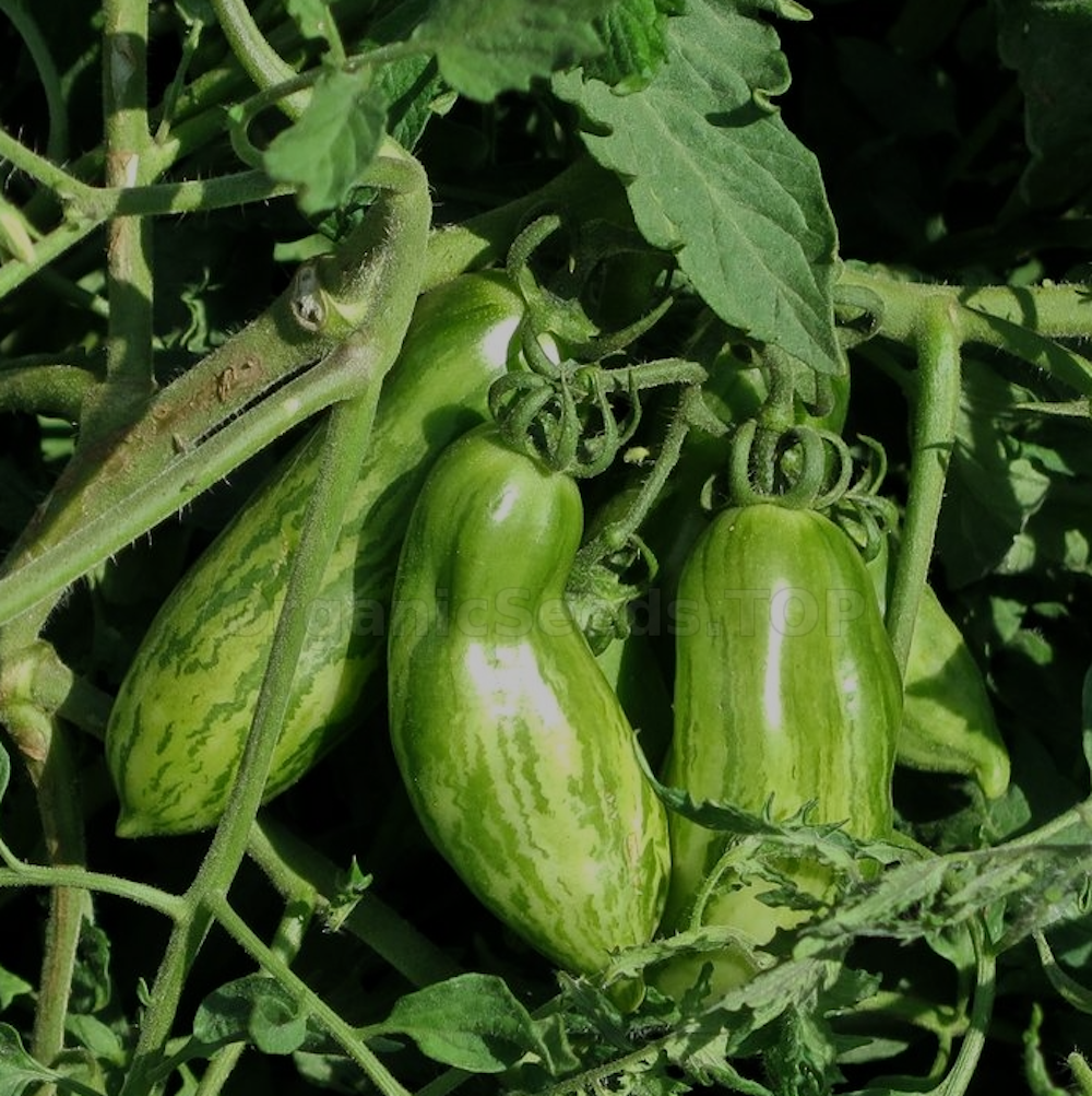 Tomato Green Sausage Seeds