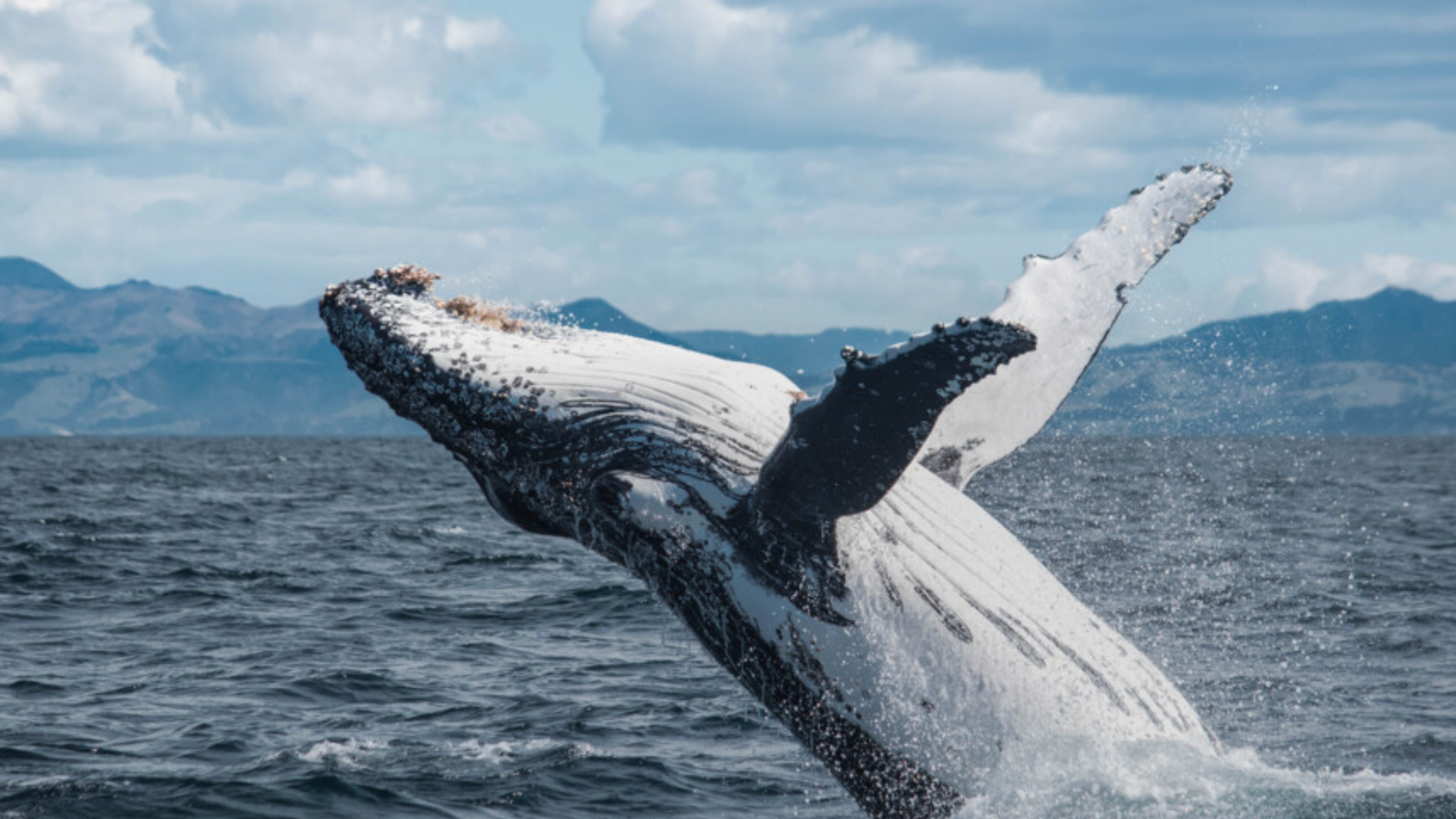 Whale+Kaikoura.png