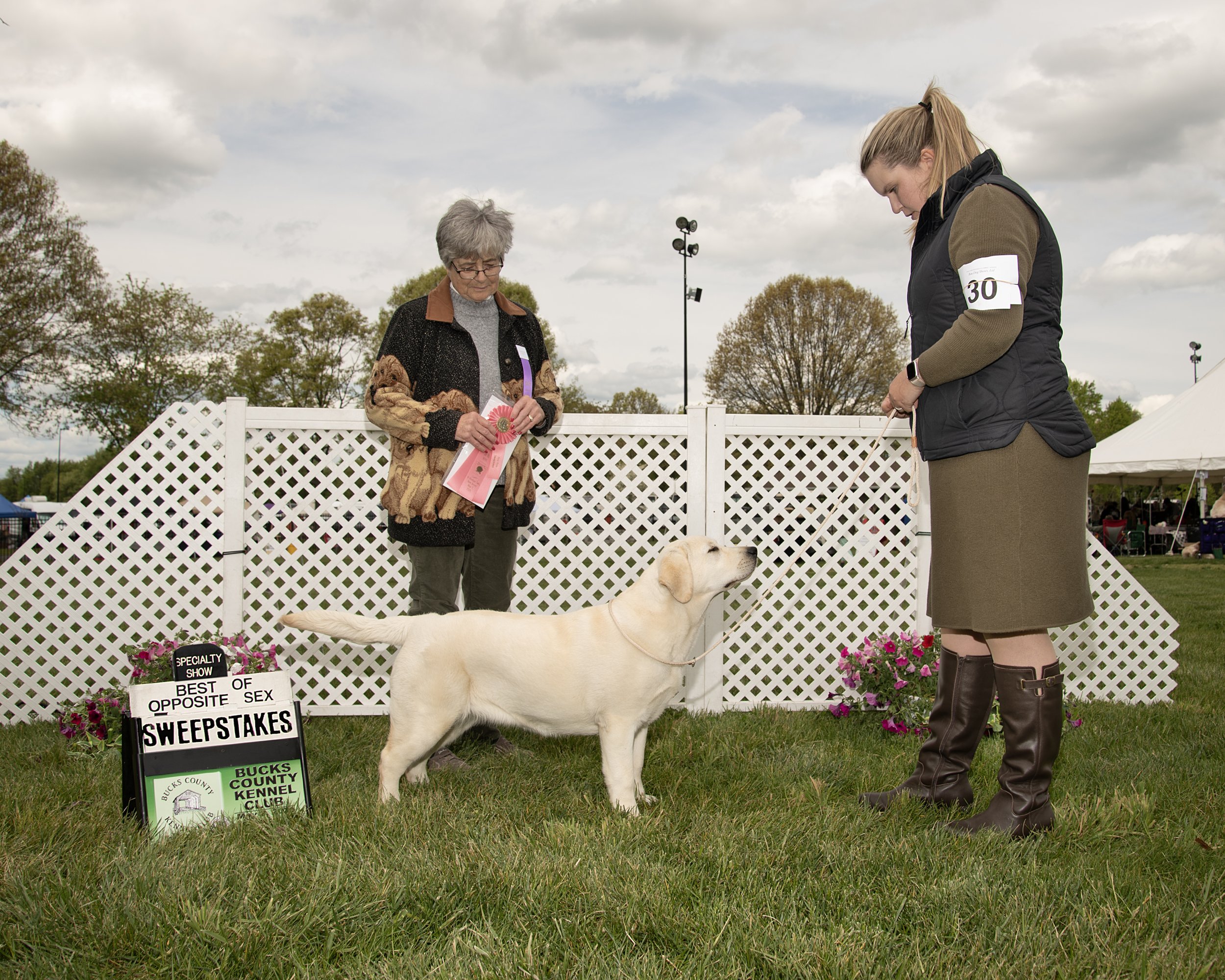 Best of Opposite Sweepstakes Bucks Kennel Club under Judge Shirley Spinelli (Blackoak Labradors)