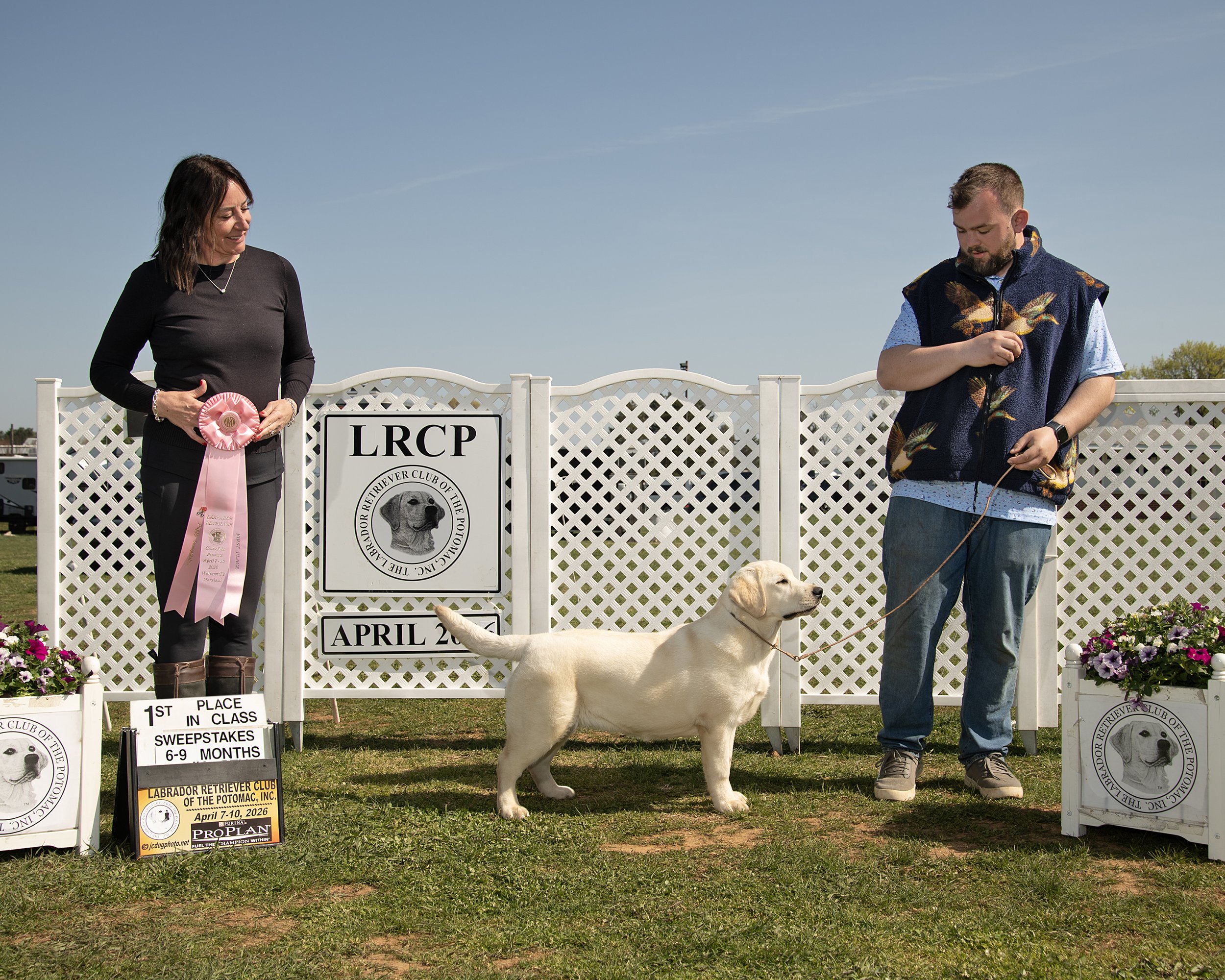 1st in 6-9 yellow Sweepstakes at Potomac under Judge Angela Rogalla (Brae Labradors)