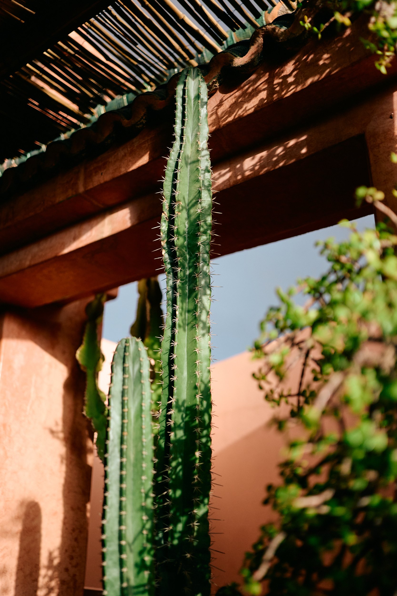 Cactus in pot op dakterras van riad in Marrakech.