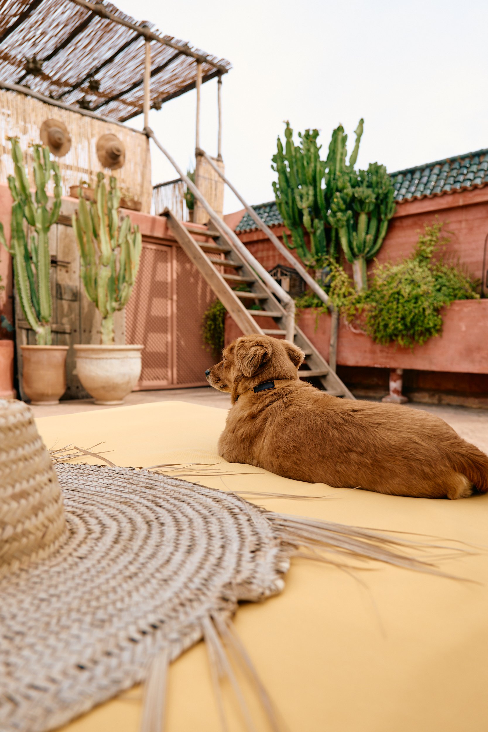Hond ligt op een ligstoel op het dakterras van het riad in Marrakech.