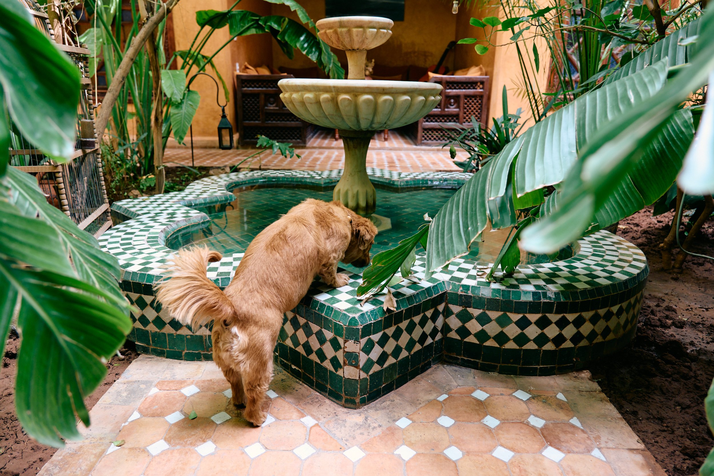 Een kleine hond die water drinkt uit een fontein vijver in Riad Jardin in Marrakech. 