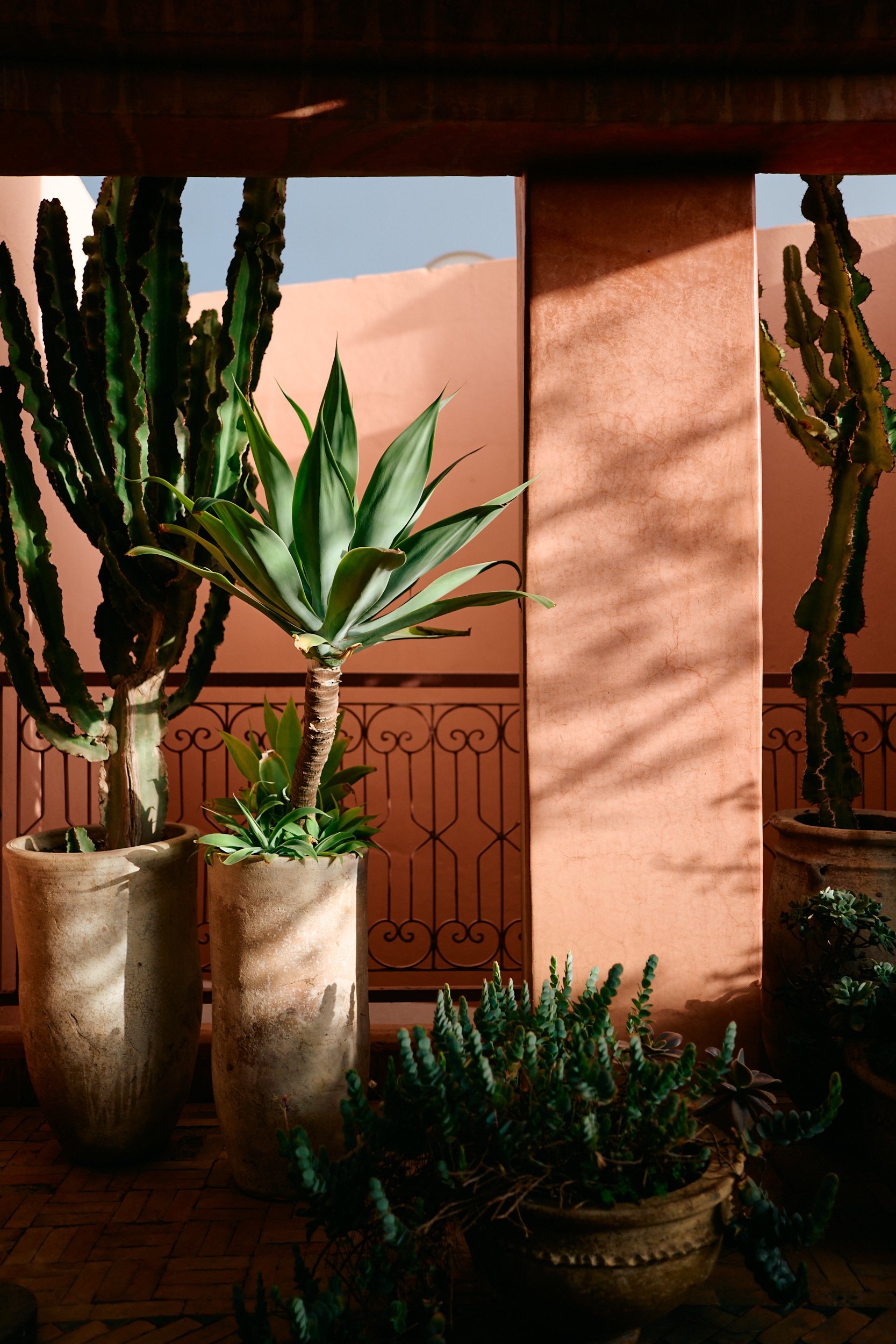Cactus en vetplant in pot tegen oranje muren van Marokkaanse riad.