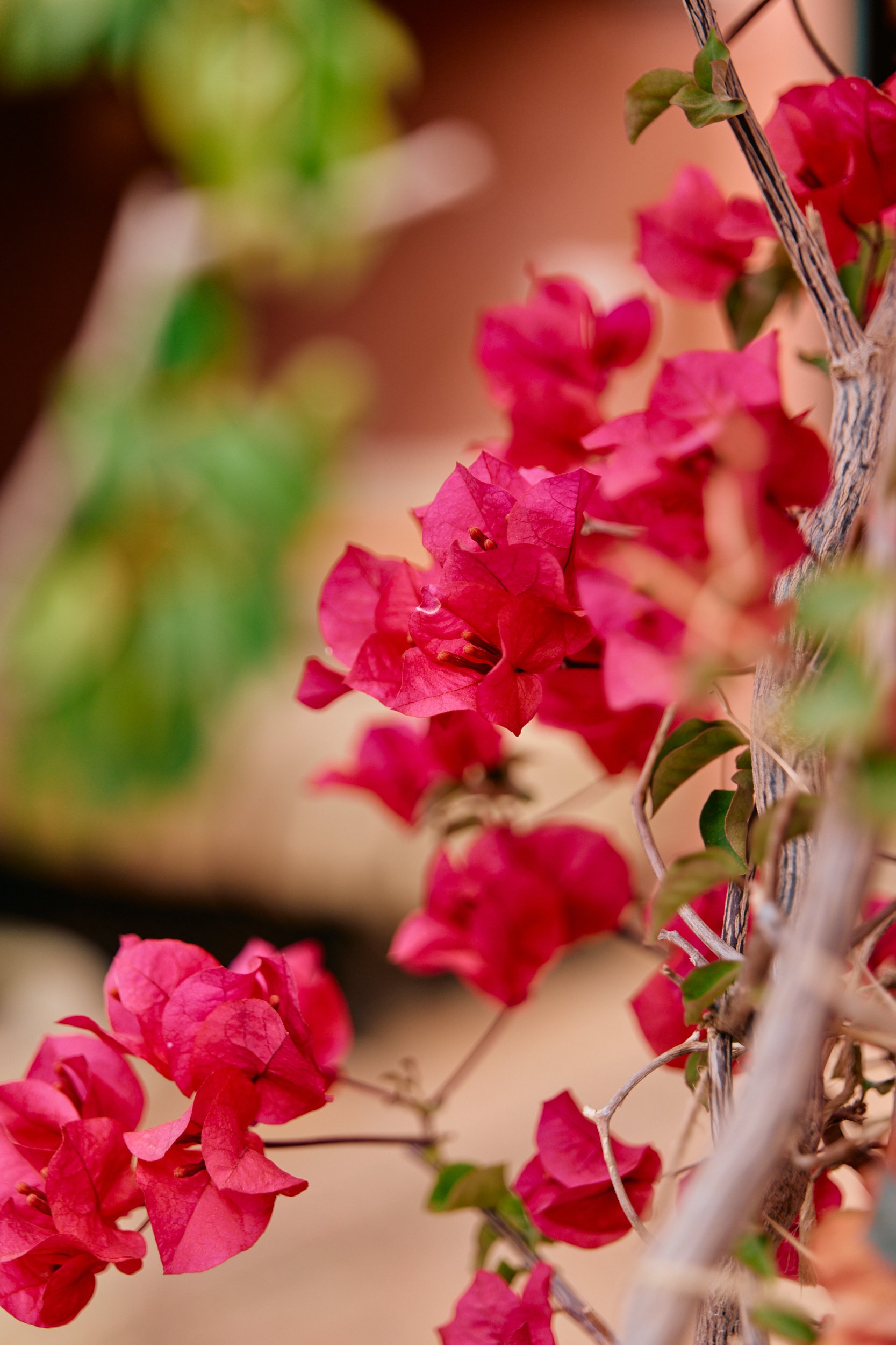 Botanische fotografie van rood / roze bloem in Marrakech door Boudewijn Boer.