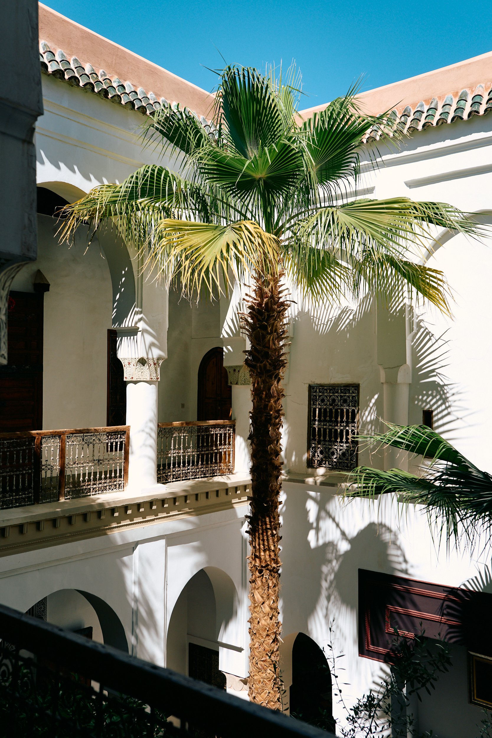 Palmboom in de binnenplaats van Riad Matham.
