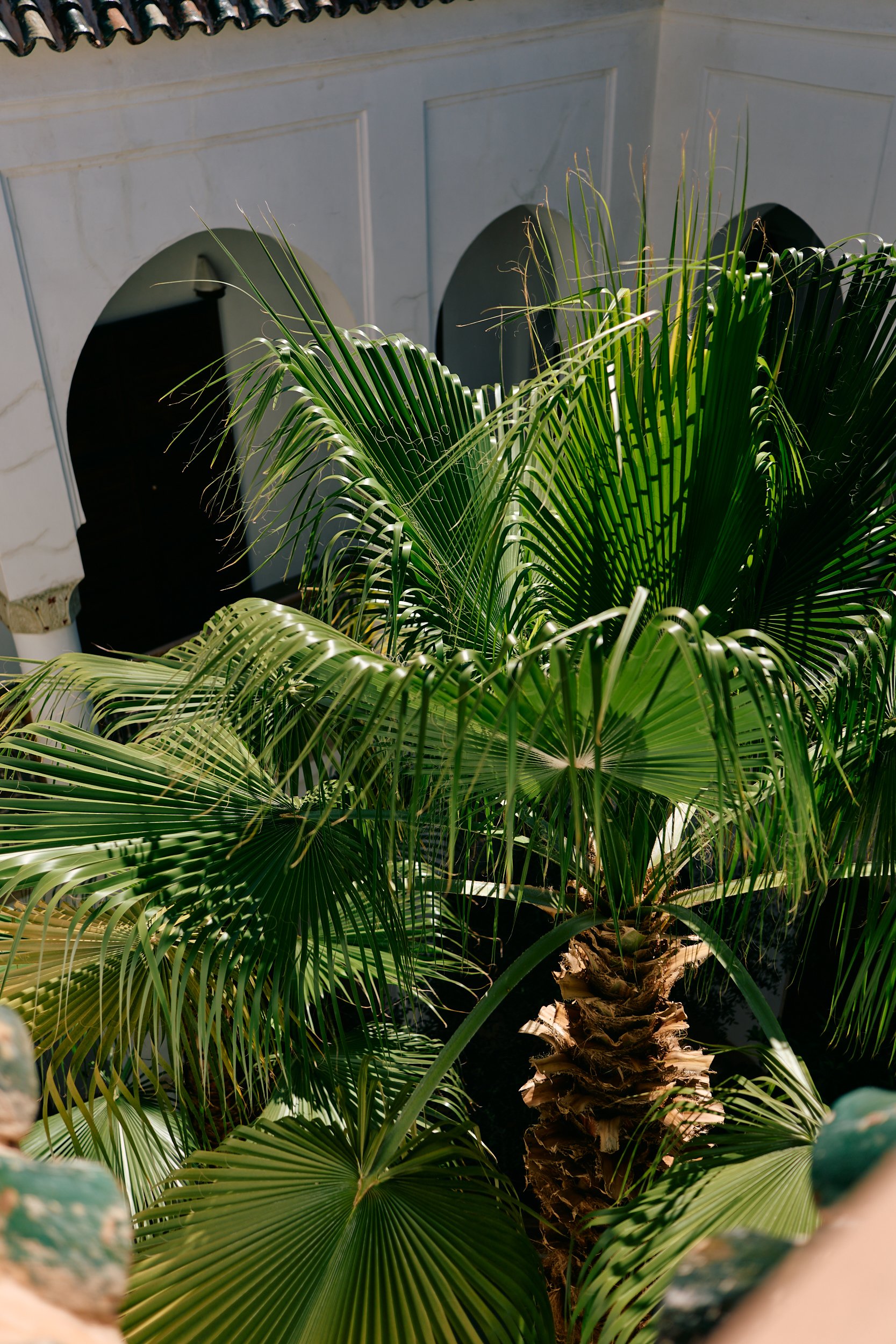 Zicht op een palmboom in de binnenplaats van Riad Matham.