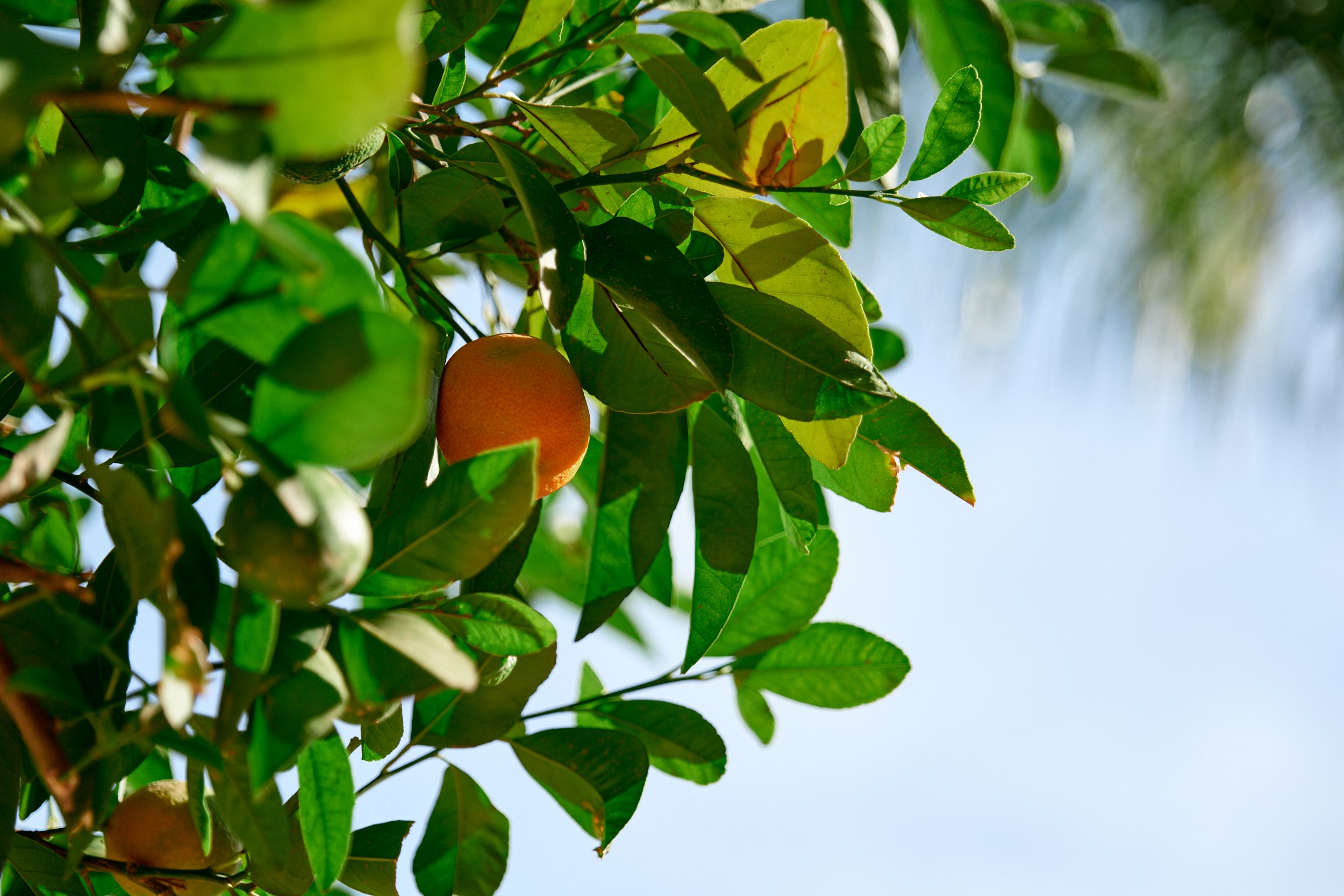 Een mandarijn aan de boom.