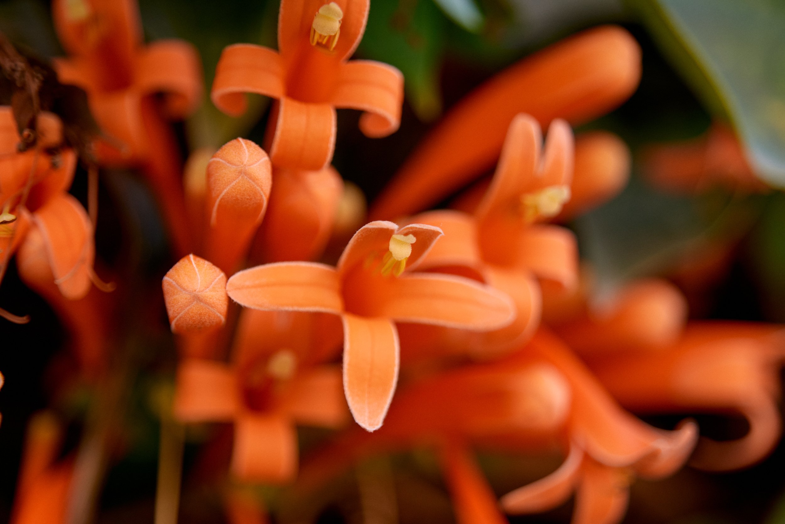 Detail van een fel oranje bloem kenmerkend voor het Amanjena Resort, Marrakech.
