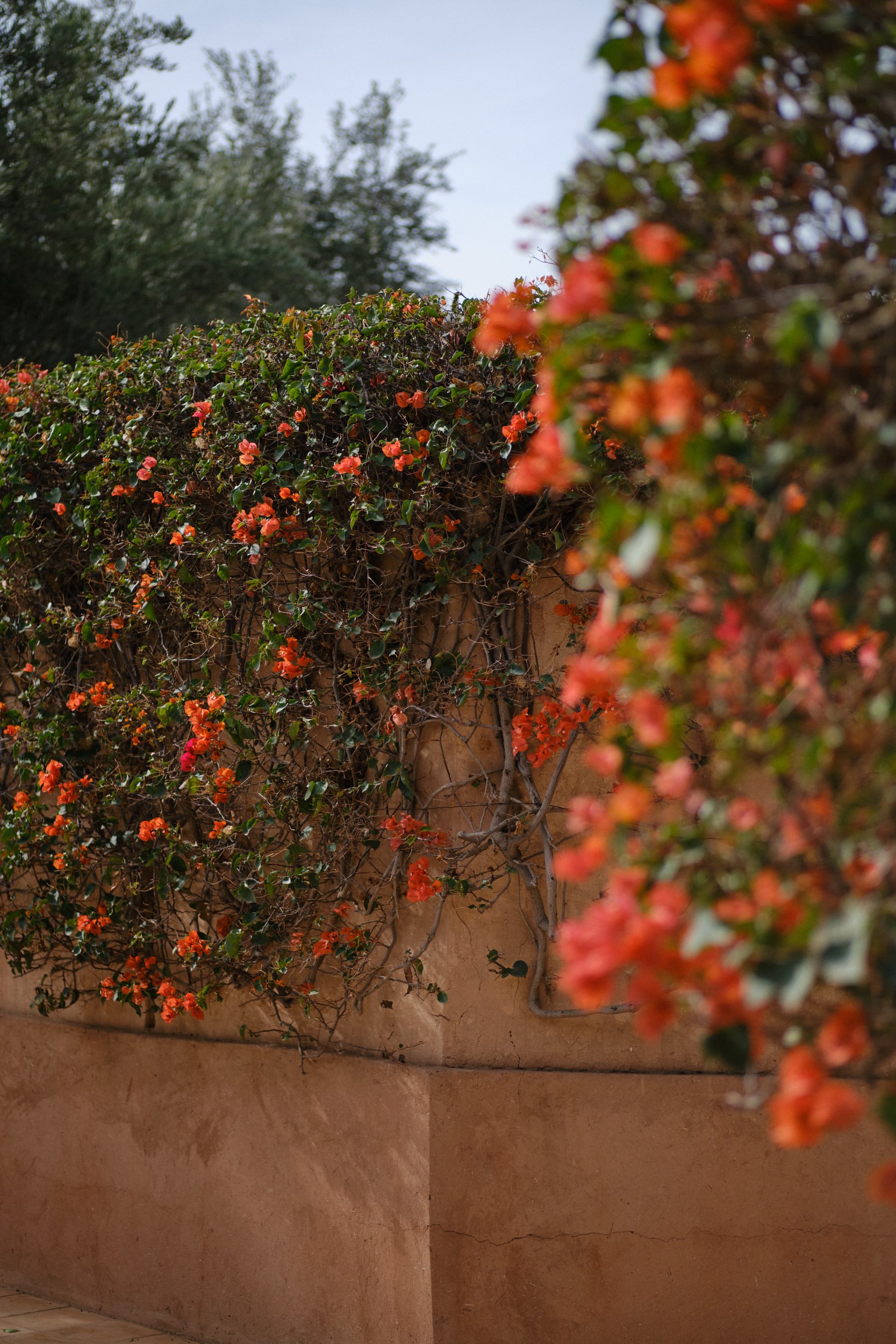 Oranje bloemen op klimplant tegen oranje muren van Amanjena.