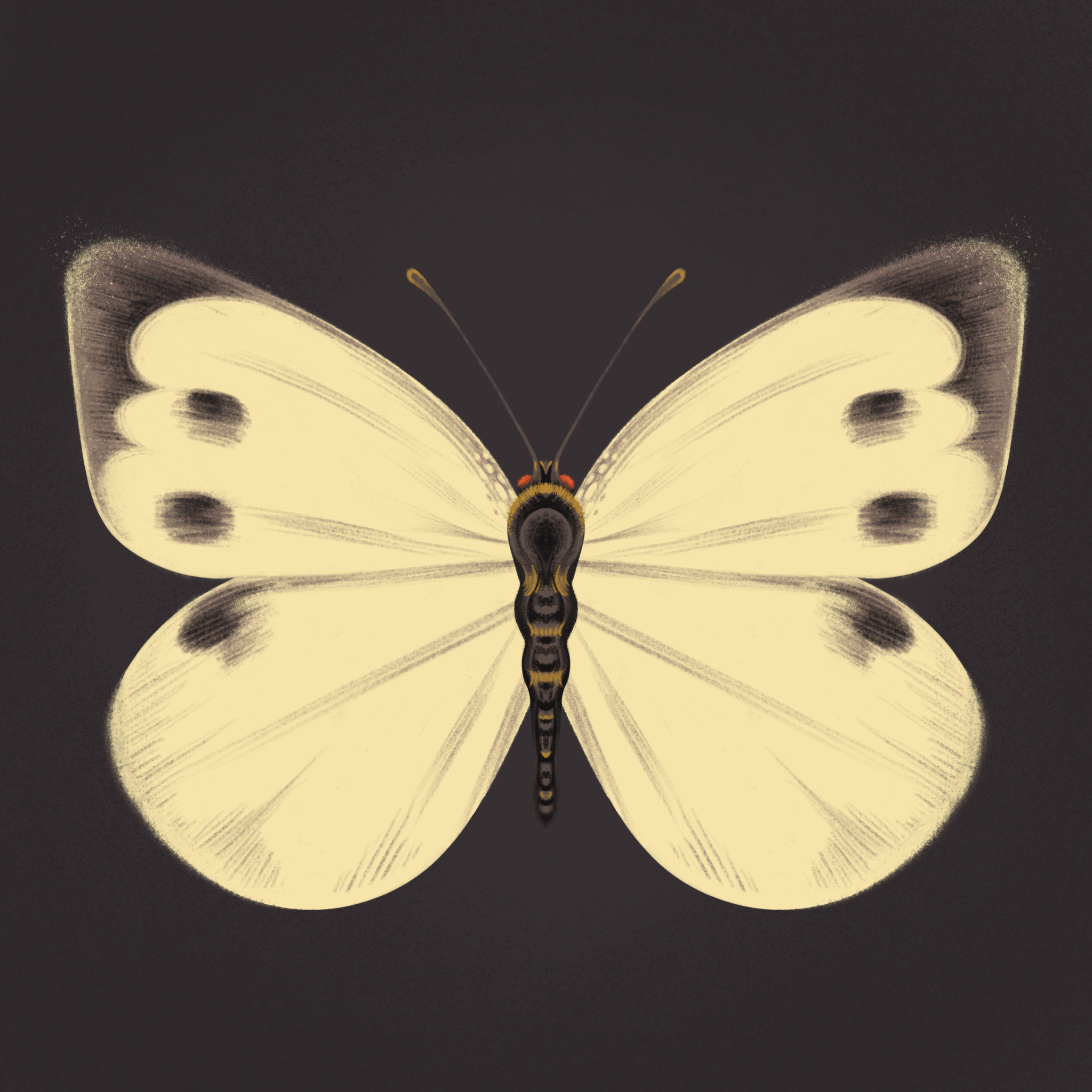 Memorial for the Madeiran White Butterfly | Personal work · Digital · 2025