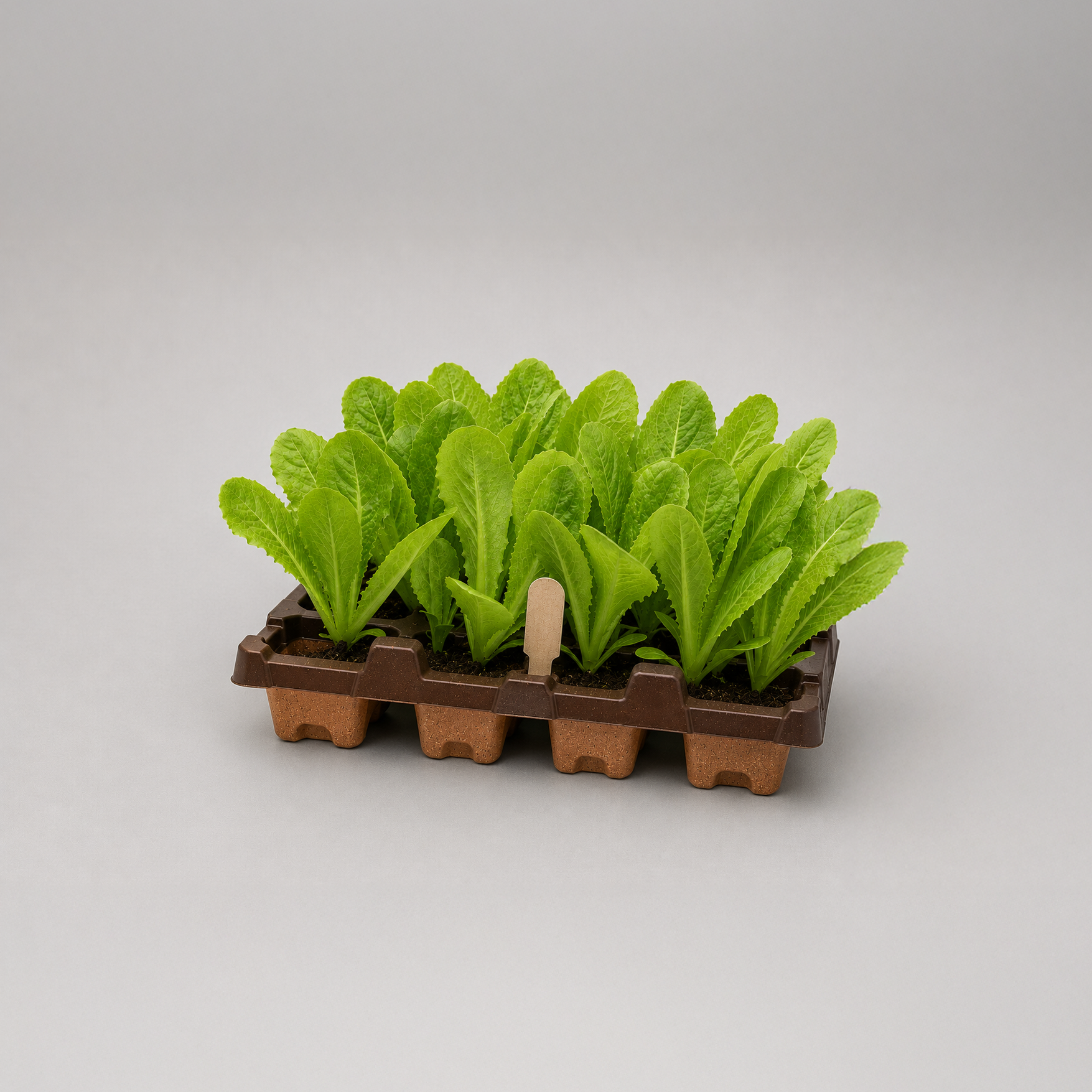Vegetable%2Btray%2B2.png